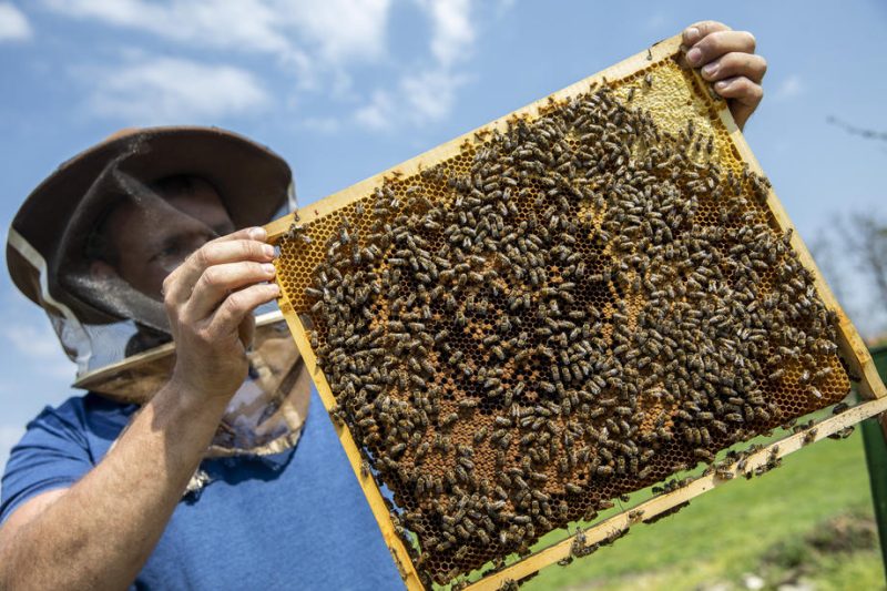 EU-Länder unterstützen geringere Grenzwerte für bienenschädliche Pestizide