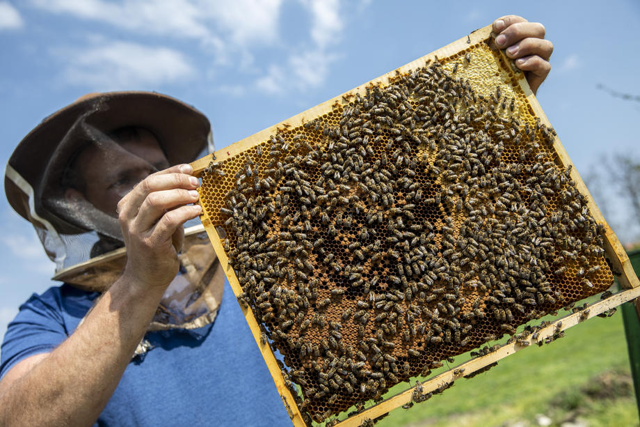 Hungarian acacia honey yield expected to be smaller this year due to frosts