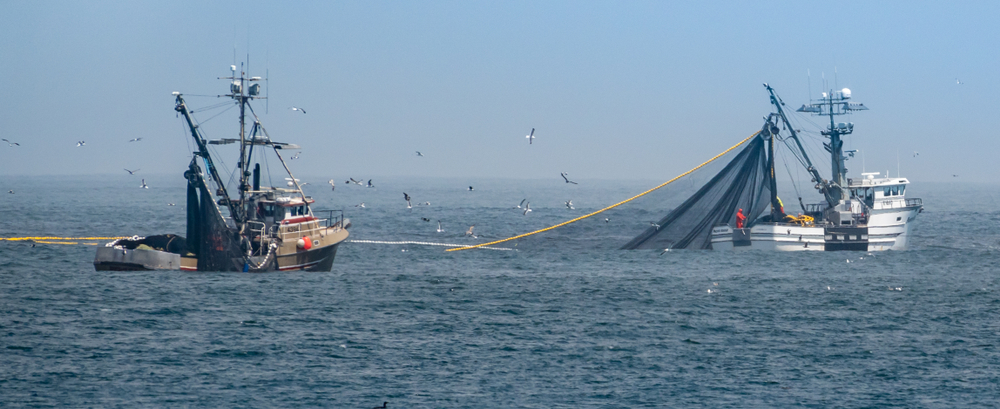 Monterey,,California,-,April,23,,2018:,Commercial,Squid,Fishing,Boats