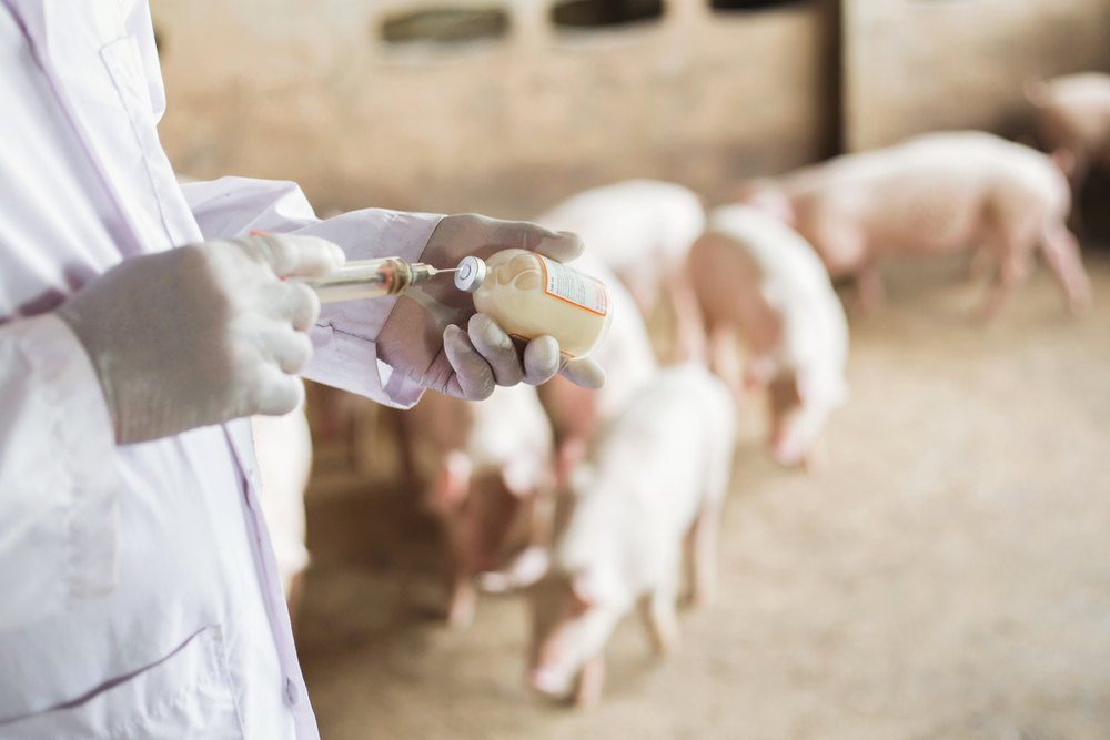 Farms,Pig,,Veterinary,Asians,Working,In,Pig,Farms.,Vaccinated,Pigs.