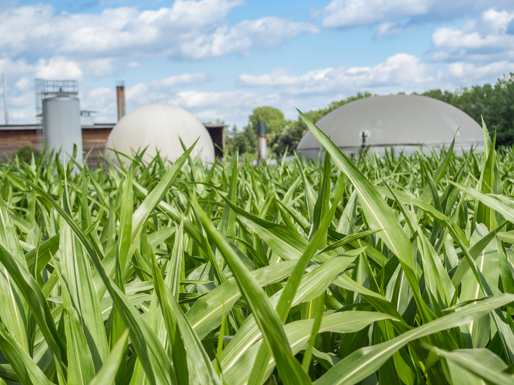 Biogas,Production,,Biogas,Plant,,Bio,Power,In,The,Maize,Field