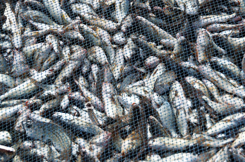 EU einigt sich auf Fangrechte in der Ostsee für 2023