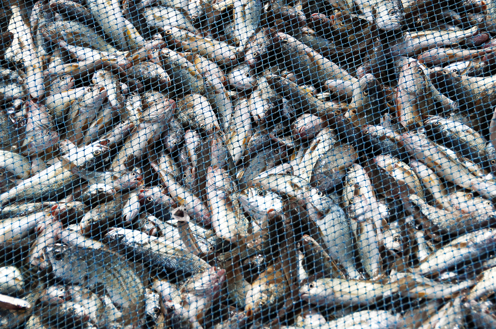 Fish,Nets