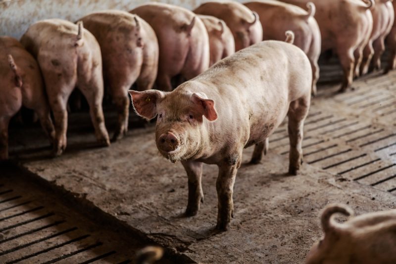 Gesetzentwurf für Tierhaltungslabel wirft Fragen zum EU-Binnenmarkt auf