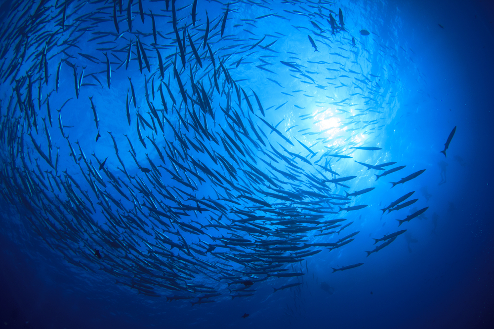 School,Barracuda,Fish,And,Scuba,Divers