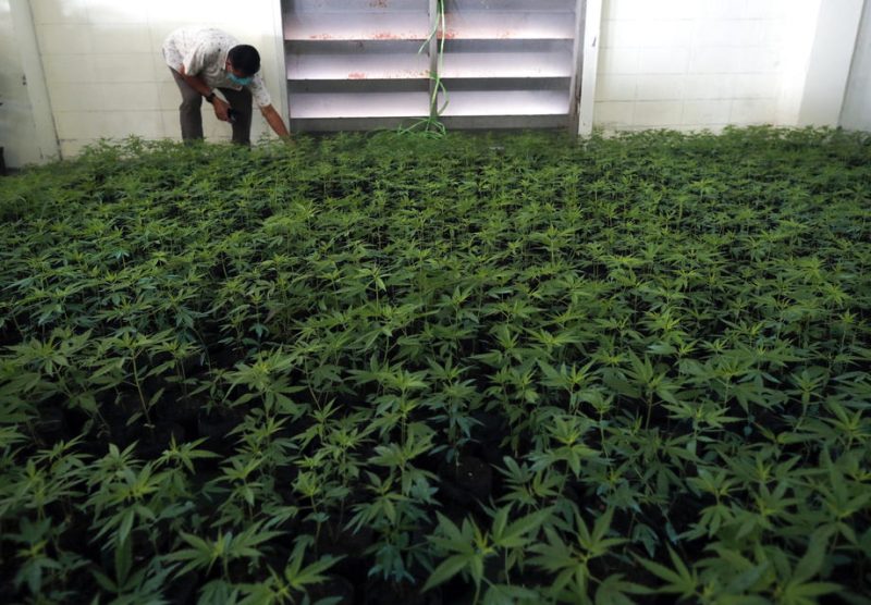 Albanien macht weiteren Schritt in Richtung Cannabis-Legalisierung