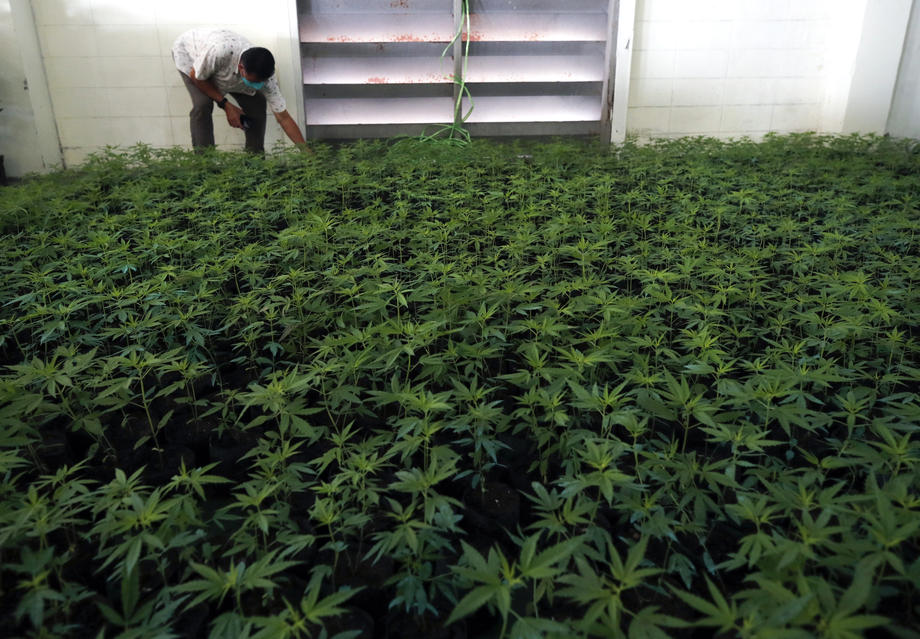 Cannabis trade festival after Thailand allows people to grow marijuana at home