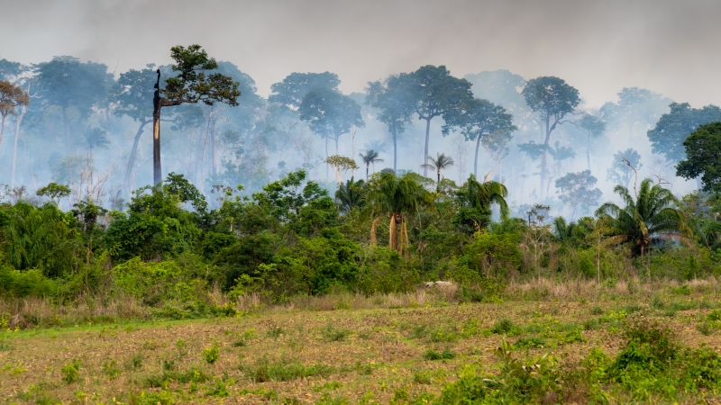 Abholzung im Amazonas: Aktivisten wollen Verbot von Soja-Biokraftstoffen