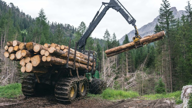 Europas Wald-CO2-Senken schrumpfen rapide