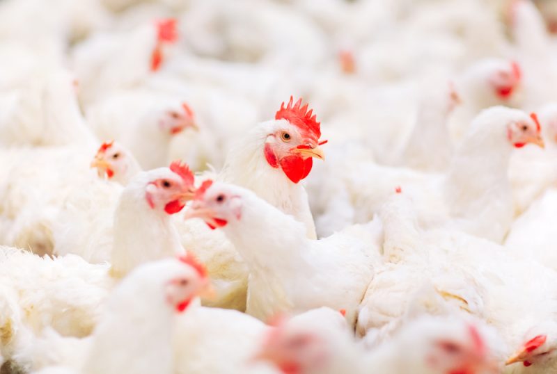 Ukraine will kriegsgebeutelte Tierhaltung fit für EU-Markt machen