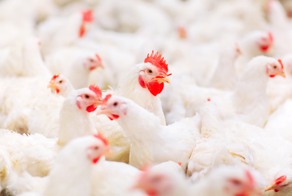Indoors,Chicken,Farm,,Chicken,Feeding