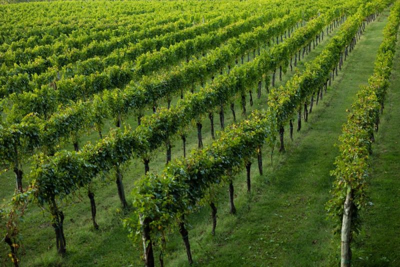 EU-Winzervertreter fordert mehr Maßnahmen gegen hohe Energiepreise