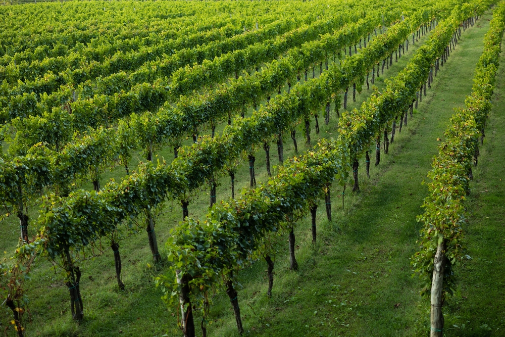 Close,Up,High,Angle,View,On,Green,Grown,Vineyards,At