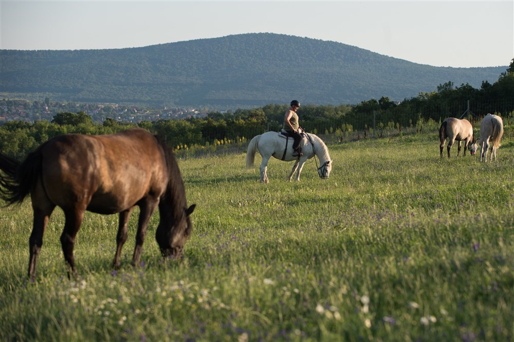 Growing number of horse farms