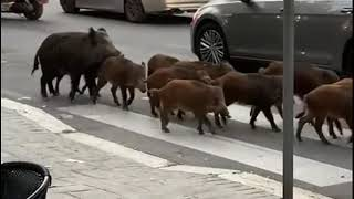 Wildschwein-Invasion: Italien will Jagen erleichtern