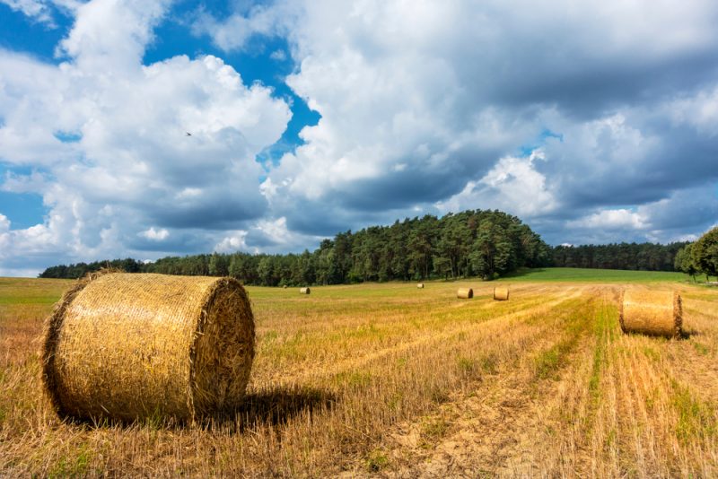 Kritik an EU-Agrargeldern für Großkonzerne
