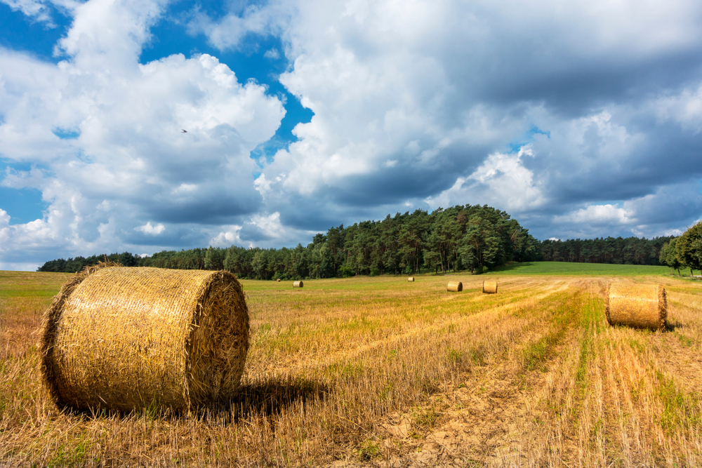 Grain,Field,With,Hay,Bales,In,Brandenburg,,Germany