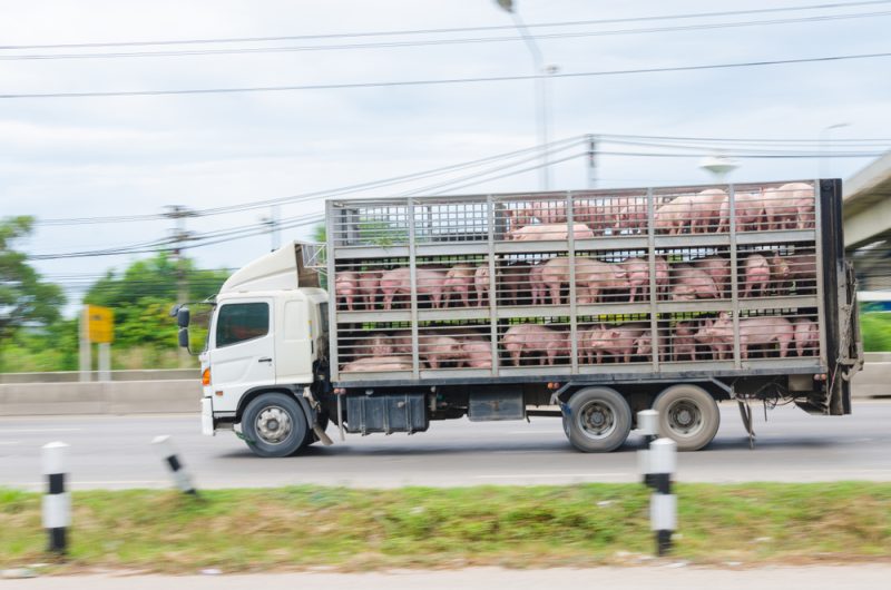 EU-Länder stellen sich gegen Verbot von Tiertransporten in Drittstaaten