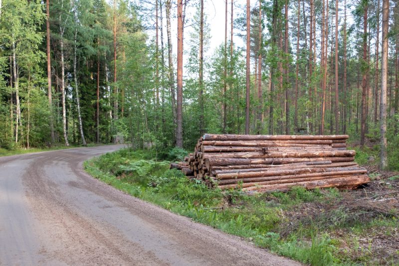 Abholzung in Lappland geht trotz Protesten weiter