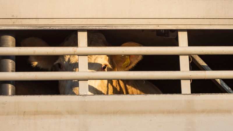 EU-Minister machen gegen Verbot von Tiertransporten mobil
