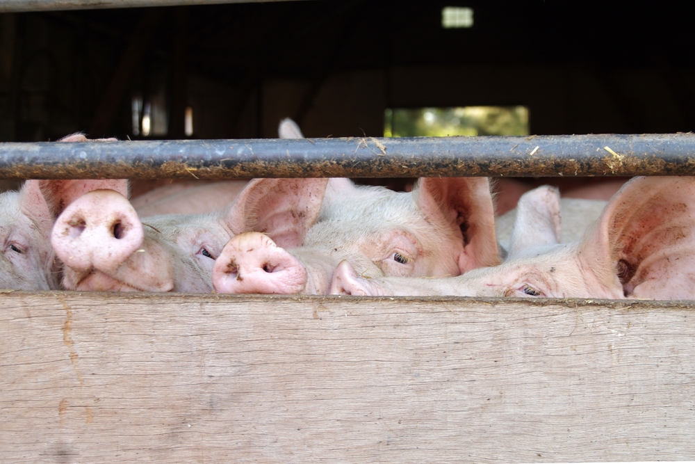 Only,The,Noses,Of,The,Pigs,Behind,The,Fence