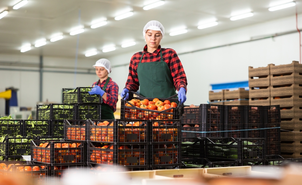 Women,Stack,Crates,Of,Ripe,Tomatoes,In,Vegetable,Factory,Warehouse