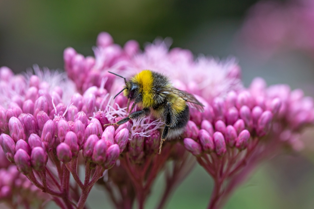 A,Bumblebee,Extracts,Nectar,From,A,Flower.,Insect,Pollinators,Of