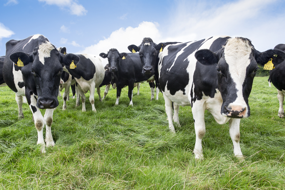 Dairy,Cows,Of,Farm,In,County,Tipperary,,Ireland