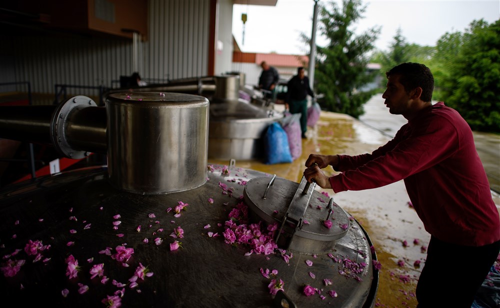 Rose oil production in Bulgaria