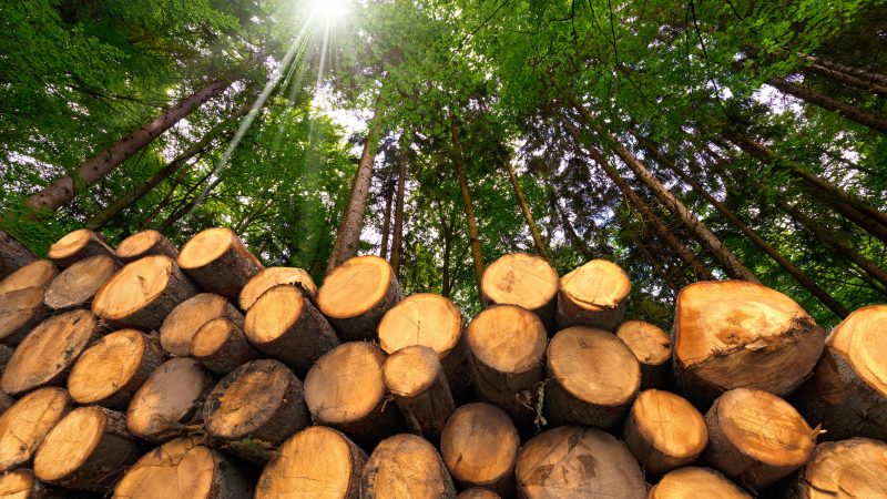 Streit um Biomasse zwischen Europaparlament und EU-Staaten eskaliert