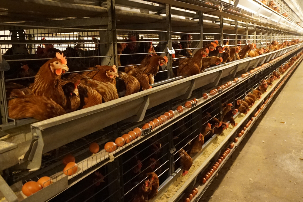 Cage,Poultry,Automatic,System,-,Egg,Lohman,Brown