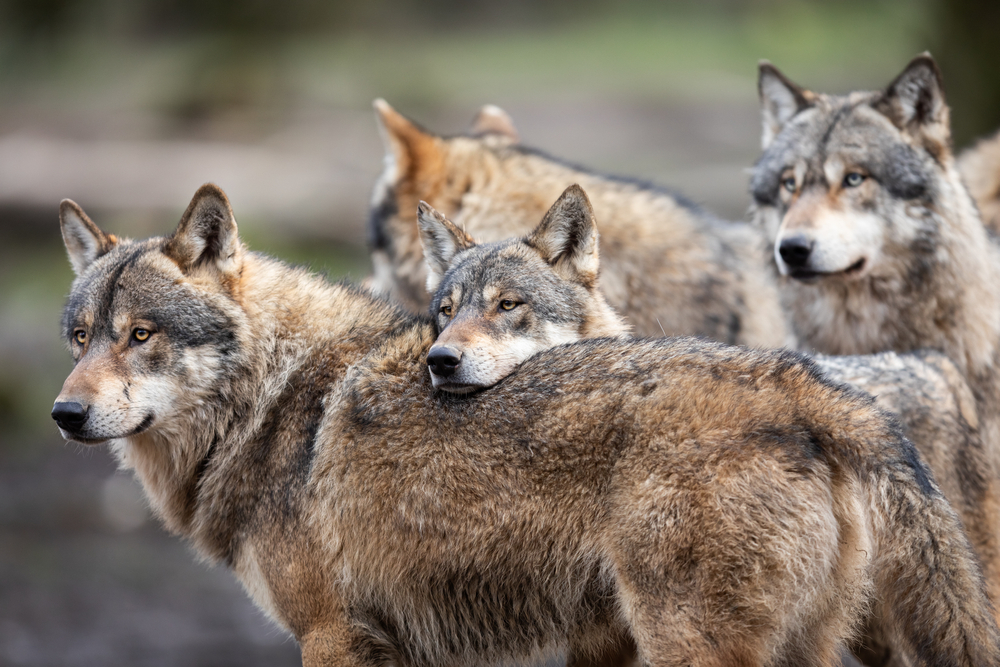Family,Of,Grey,Wolf,In,The,Forest