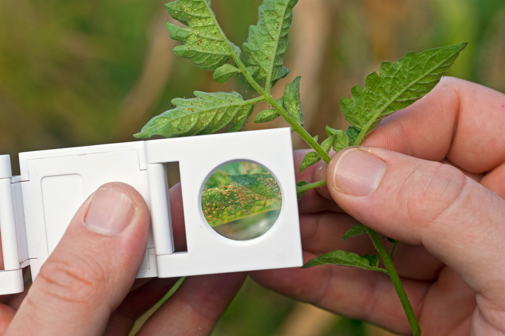 A,Scout,Monitoring,Spider,Mite,With,A,Hand,Lens,On