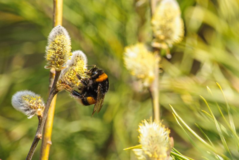 Kommission unentschlossen über Verbot bienenschädlicher Pestizide
