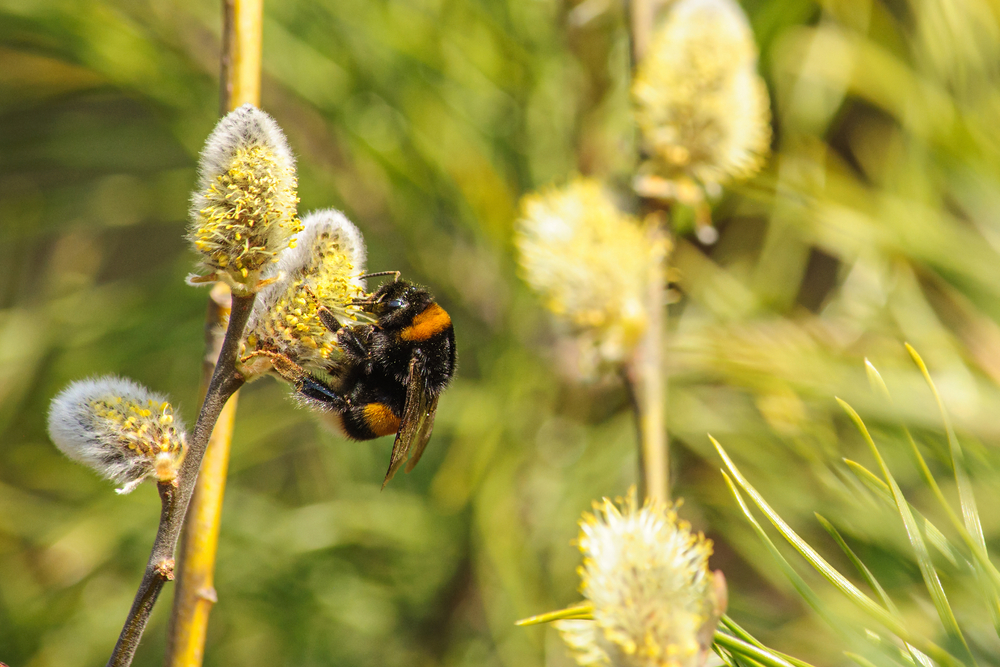 Big,Striped,Bumblebee,On,A,Branch,Of,Blossoming,Pussy,Willow