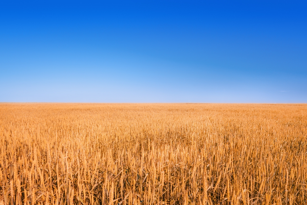 Yellow,Field,Under,Deep,Blue,Sky.,Panoramic,View