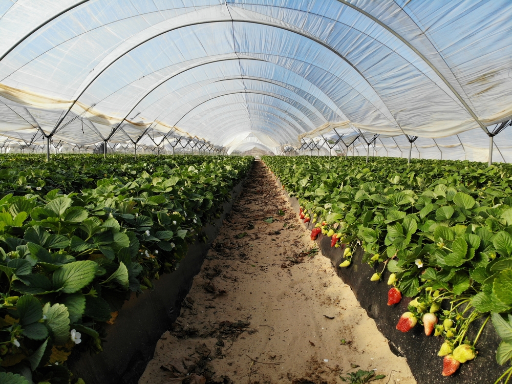 Organic,Strawberry,Plant,Growing,In,Greenhouse.,Strawberries,Organic,Agriculture,In