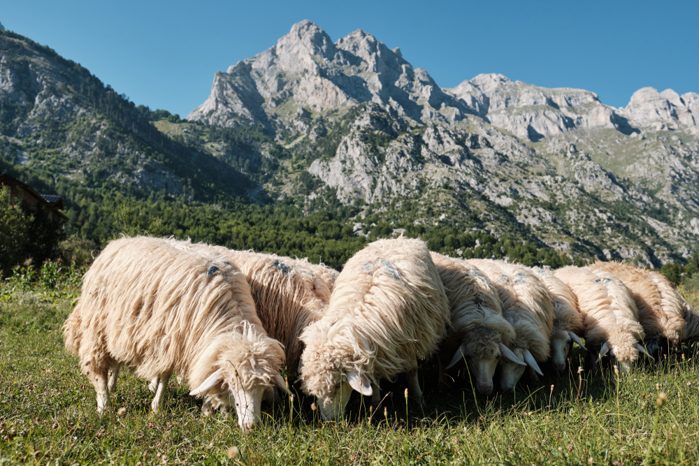 Portrait,Of,Herd,Of,Sheeps,Aligned,With,Mountains,As,Background