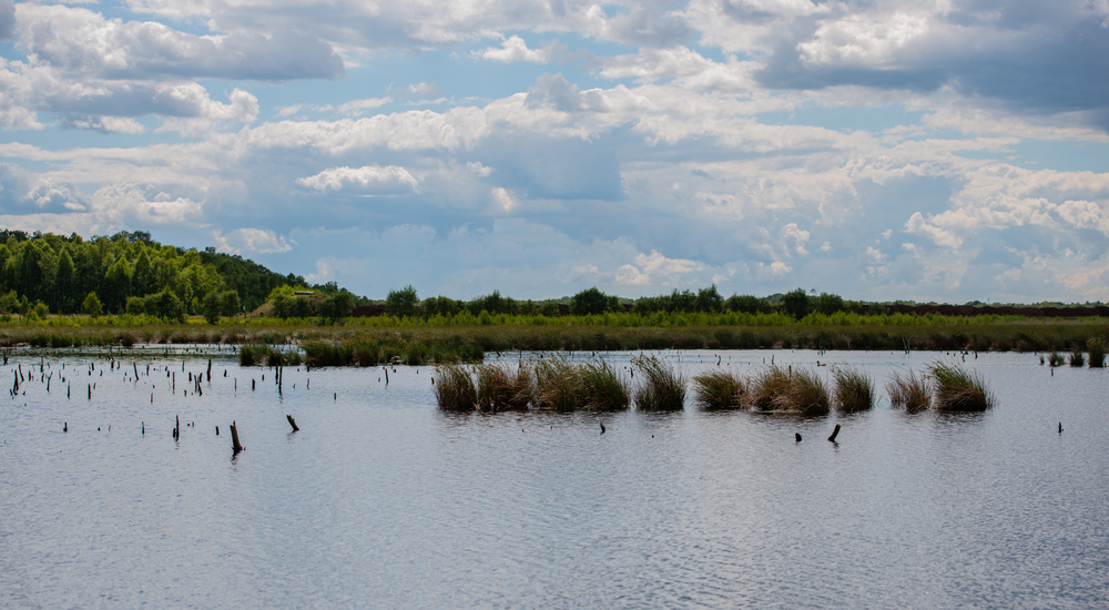 Rewetting,Of,A,Peat,Extraction,Area,In,A,Moor,Landscape