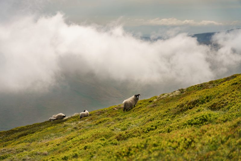 EU-Mitgliedstaaten wollen Emissions-Ausnahme für Öko-Landwirtschaft