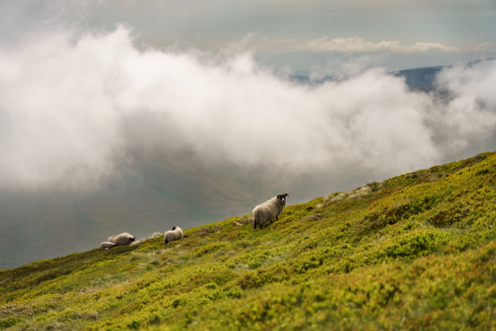 Sheep,Grazing,On,The,Hillside,In,The,Cheviot,Hills,,Mountains