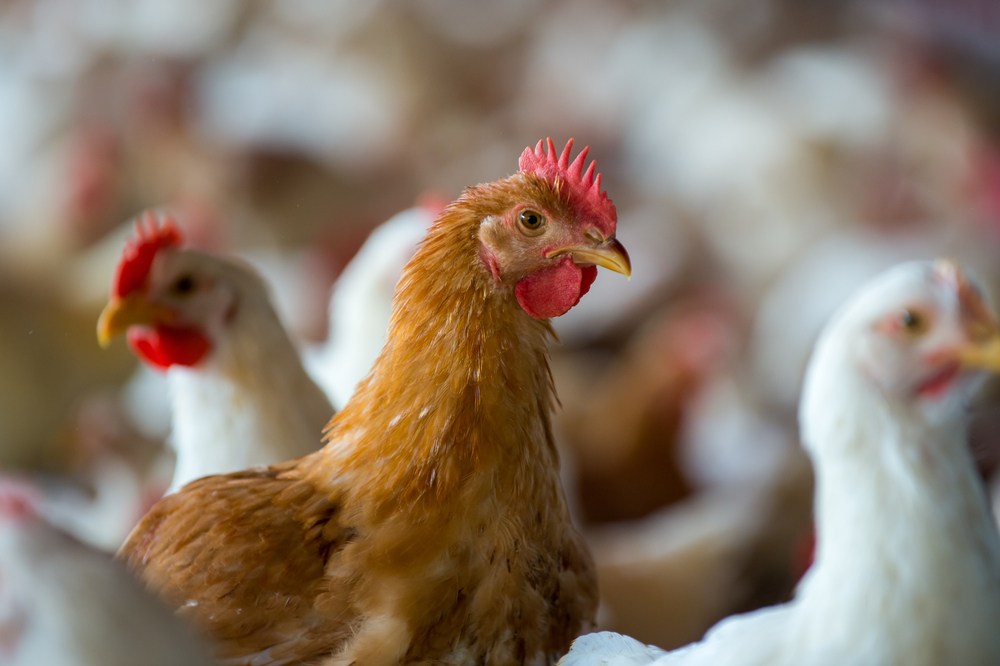 Group,Of,Chickens,On,The,Farm
