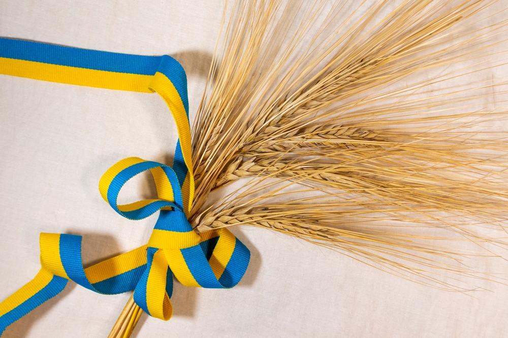 Gold,Wheat,Straws,Spikes,Bunch,Wrapped,In,Yellow,And,Blue