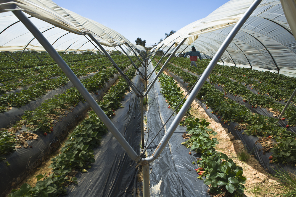 Strawberry,Furrows,In,Greenhouse,With,Scarecrow,At,The,Bottom,,Huelva,