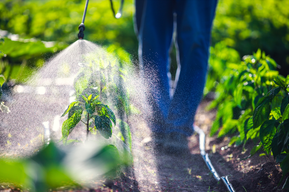 Farmer,Spraying,Vegetable,Green,Plants,In,The,Garden,With,Herbicides,