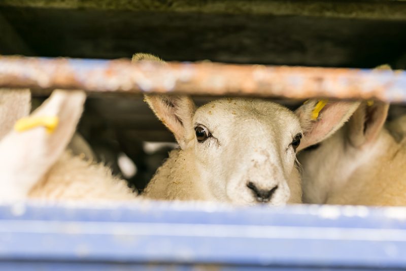 Jeder dritte Lebendtiertransport in der EU länger als acht Stunden