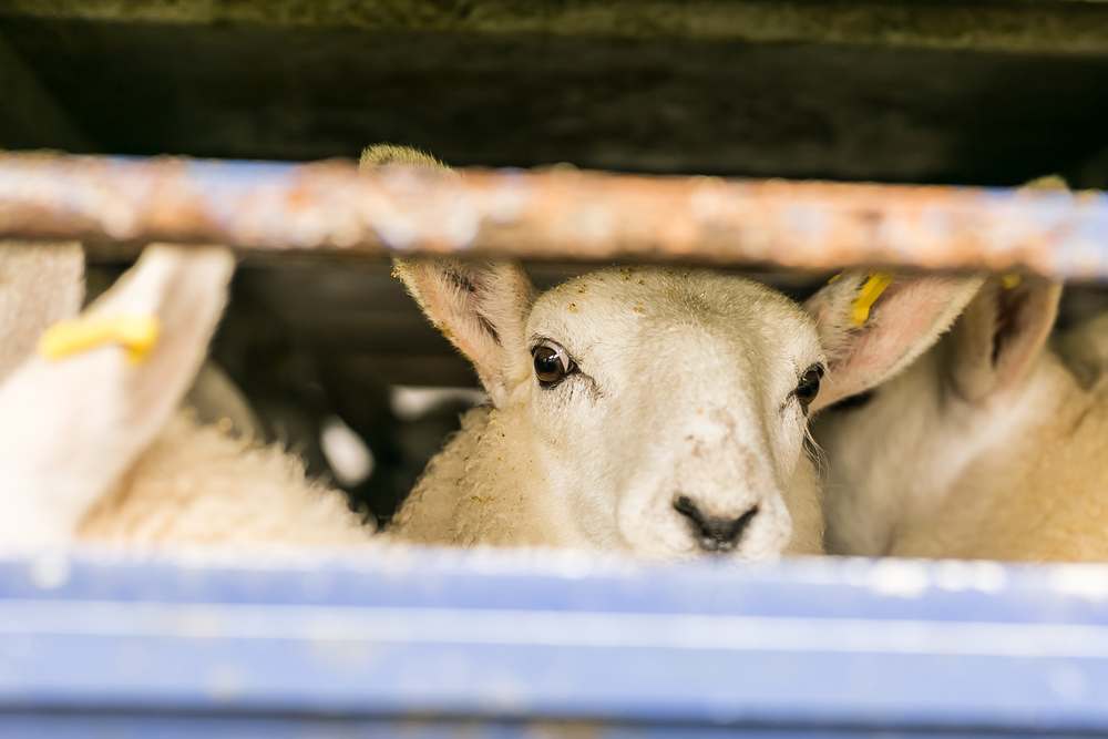 Sheep,In,Transportation,Truck,,England
