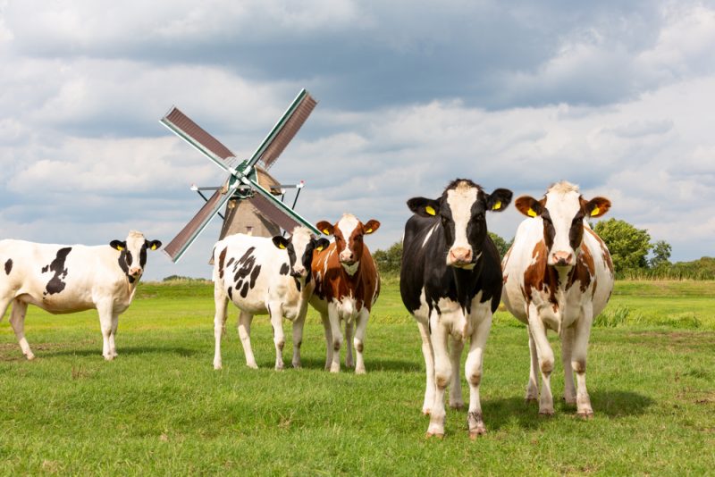 Niederländische Bauern kämpfen gegen Vieh-Grenzwerte