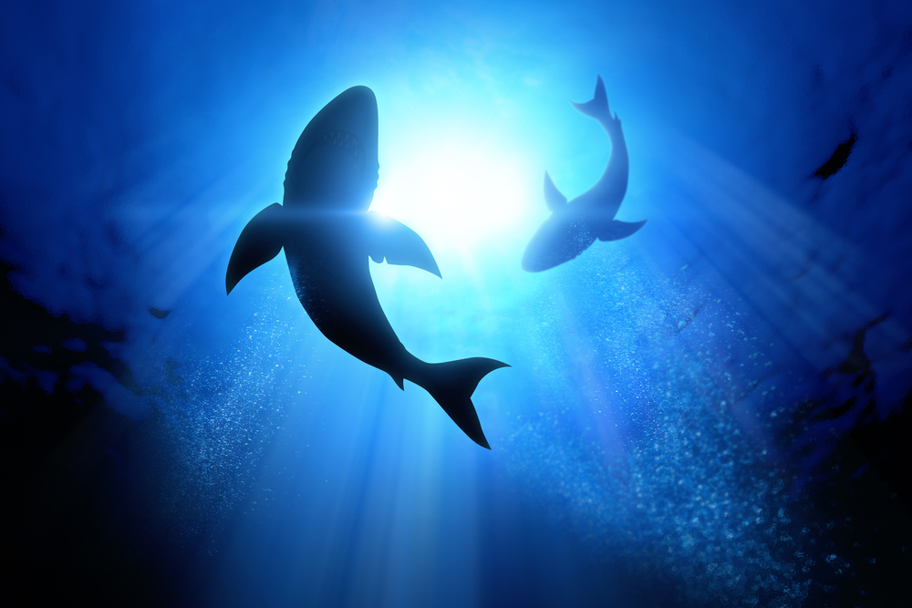 Under,The,Waves,Circle,Two,Great,White,Sharks.,Illustration