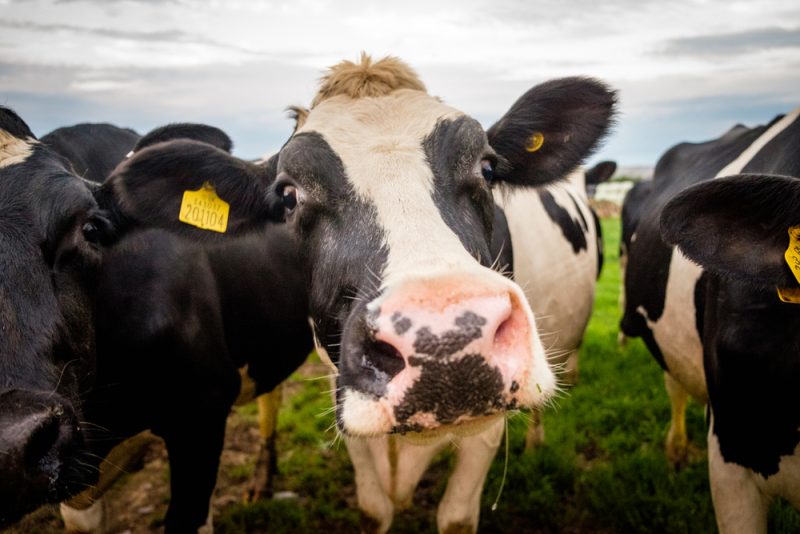 EU-Parlament bei Treibhausgas-Emissionen in der Landwirtschaft gespalten